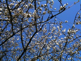 Obstblütenwege in der Lommatzscher Pflege