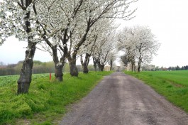 Obstblütenwege in der Lommatzscher Pflege