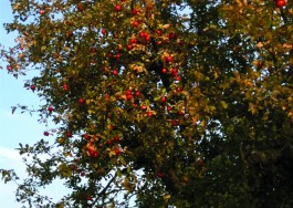 Obstblütenwege in der Lommatzscher Pflege
