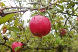 Obstblütenwege in der Lommatzscher Pflege