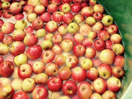 Obstblütenwege in der Lommatzscher Pflege