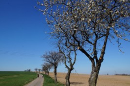 Obstblütenwege in der Lommatzscher Pflege