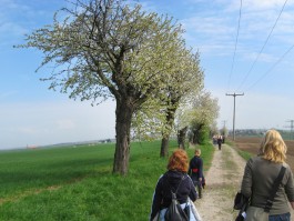 Obstblütenwege in der Lommatzscher Pflege
