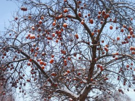 Obstblütenwege in der Lommatzscher Pflege