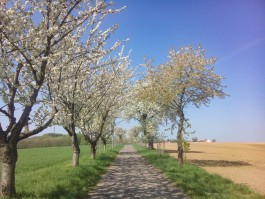 Obstblütenwege in der Lommatzscher Pflege