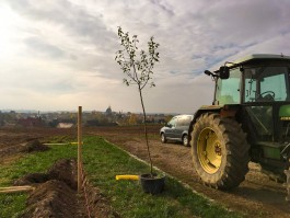 Obstblütenwege in der Lommatzscher Pflege